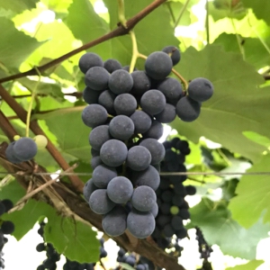 Viecelli - Uvas