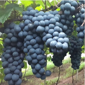 Viecelli - Uvas