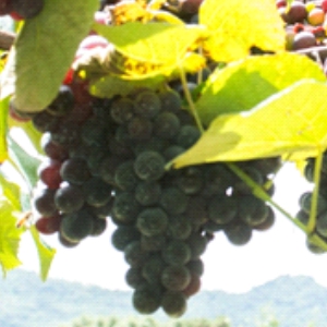 Viecelli - Uvas