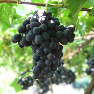 Viecelli - Uvas